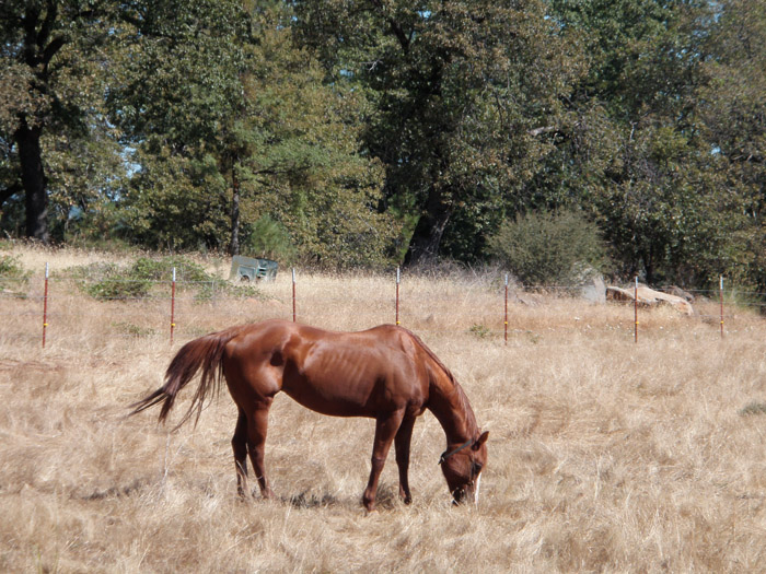 animal-body-language-horses